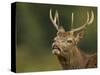 Red Deer (Cervus Elaphus) Young Stag Tasting the Air (Flehmen Response) Leicestershire, UK-Danny Green-Stretched Canvas