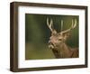 Red Deer (Cervus Elaphus) Young Stag Tasting the Air (Flehmen Response) Leicestershire, UK-Danny Green-Framed Photographic Print