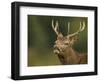 Red Deer (Cervus Elaphus) Young Stag Tasting the Air (Flehmen Response) Leicestershire, UK-Danny Green-Framed Photographic Print