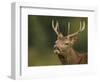 Red Deer (Cervus Elaphus) Young Stag Tasting the Air (Flehmen Response) Leicestershire, UK-Danny Green-Framed Photographic Print