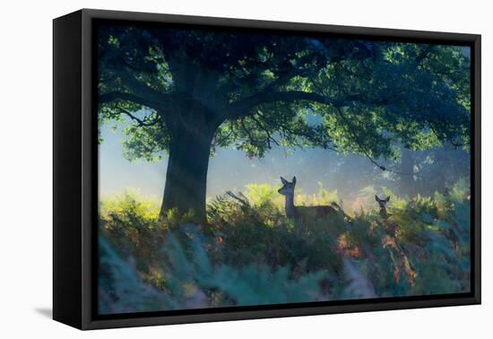 Red Deer Does on an Early Autumn Morning in Richmond Park-Alex Saberi-Framed Stretched Canvas