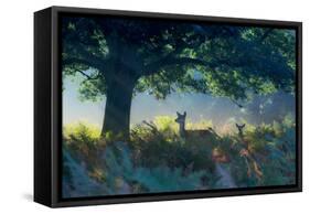 Red Deer Does on an Early Autumn Morning in Richmond Park-Alex Saberi-Framed Stretched Canvas