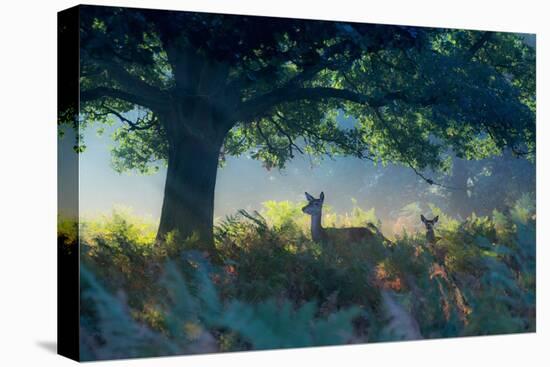 Red Deer Does on an Early Autumn Morning in Richmond Park-Alex Saberi-Stretched Canvas