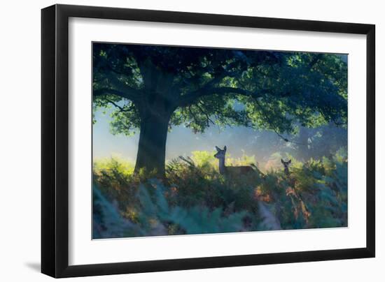 Red Deer Does on an Early Autumn Morning in Richmond Park-Alex Saberi-Framed Photographic Print