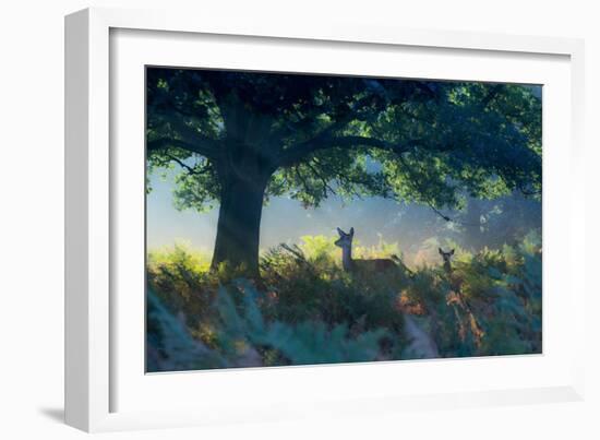 Red Deer Does on an Early Autumn Morning in Richmond Park-Alex Saberi-Framed Photographic Print