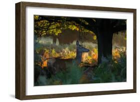 Red Deer Does on an Early Autumn Morning in Richmond Park-Alex Saberi-Framed Photographic Print