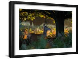 Red Deer Does on an Early Autumn Morning in Richmond Park-Alex Saberi-Framed Photographic Print