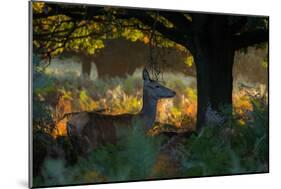 Red Deer Does on an Early Autumn Morning in Richmond Park-Alex Saberi-Mounted Photographic Print