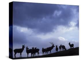 Red Deer Herd Silhouette at Dusk, Strathspey, Scotland, UK-Pete Cairns-Stretched Canvas