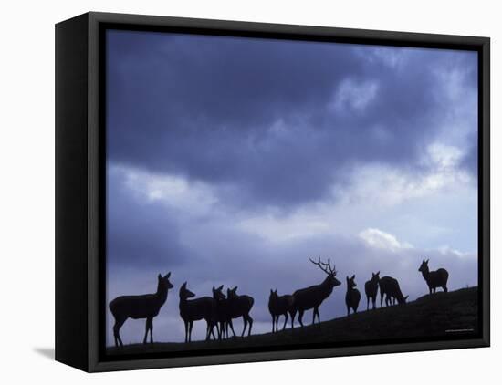 Red Deer Herd Silhouette at Dusk, Strathspey, Scotland, UK-Pete Cairns-Framed Stretched Canvas