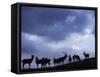 Red Deer Herd Silhouette at Dusk, Strathspey, Scotland, UK-Pete Cairns-Framed Stretched Canvas