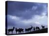 Red Deer Herd Silhouette at Dusk, Strathspey, Scotland, UK-Pete Cairns-Stretched Canvas