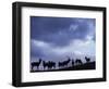 Red Deer Herd Silhouette at Dusk, Strathspey, Scotland, UK-Pete Cairns-Framed Premium Photographic Print