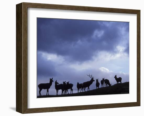 Red Deer Herd Silhouette at Dusk, Strathspey, Scotland, UK-Pete Cairns-Framed Photographic Print