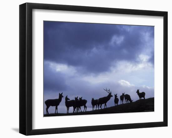 Red Deer Herd Silhouette at Dusk, Strathspey, Scotland, UK-Pete Cairns-Framed Photographic Print