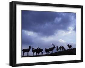 Red Deer Herd Silhouette at Dusk, Strathspey, Scotland, UK-Pete Cairns-Framed Photographic Print