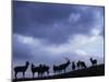Red Deer Herd Silhouette at Dusk, Strathspey, Scotland, UK-Pete Cairns-Mounted Photographic Print