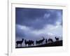 Red Deer Herd Silhouette at Dusk, Strathspey, Scotland, UK-Pete Cairns-Framed Photographic Print