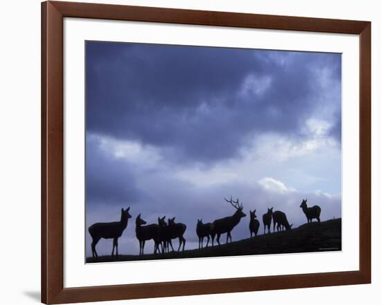 Red Deer Herd Silhouette at Dusk, Strathspey, Scotland, UK-Pete Cairns-Framed Photographic Print