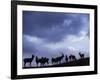 Red Deer Herd Silhouette at Dusk, Strathspey, Scotland, UK-Pete Cairns-Framed Photographic Print