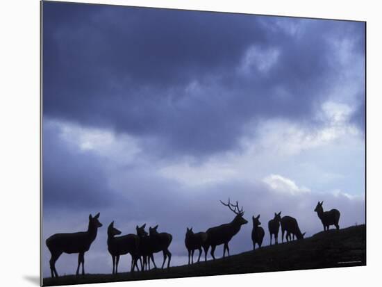 Red Deer Herd Silhouette at Dusk, Strathspey, Scotland, UK-Pete Cairns-Mounted Photographic Print