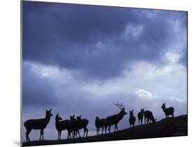 Red Deer Herd Silhouette at Dusk, Strathspey, Scotland, UK-Pete Cairns-Mounted Photographic Print