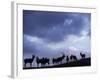 Red Deer Herd Silhouette at Dusk, Strathspey, Scotland, UK-Pete Cairns-Framed Photographic Print