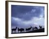 Red Deer Herd Silhouette at Dusk, Strathspey, Scotland, UK-Pete Cairns-Framed Photographic Print