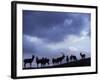 Red Deer Herd Silhouette at Dusk, Strathspey, Scotland, UK-Pete Cairns-Framed Photographic Print