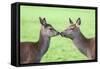 Red Deer Hind with Young (Cervus Elaphus), Arran, Scotland, United Kingdom, Europe-Ann and Steve Toon-Framed Stretched Canvas