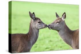 Red Deer Hind with Young (Cervus Elaphus), Arran, Scotland, United Kingdom, Europe-Ann and Steve Toon-Stretched Canvas