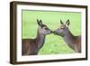 Red Deer Hind with Young (Cervus Elaphus), Arran, Scotland, United Kingdom, Europe-Ann and Steve Toon-Framed Photographic Print