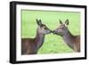 Red Deer Hind with Young (Cervus Elaphus), Arran, Scotland, United Kingdom, Europe-Ann and Steve Toon-Framed Photographic Print