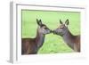 Red Deer Hind with Young (Cervus Elaphus), Arran, Scotland, United Kingdom, Europe-Ann and Steve Toon-Framed Photographic Print
