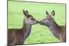 Red Deer Hind with Young (Cervus Elaphus), Arran, Scotland, United Kingdom, Europe-Ann and Steve Toon-Mounted Photographic Print