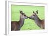 Red Deer Hind with Young (Cervus Elaphus), Arran, Scotland, United Kingdom, Europe-Ann and Steve Toon-Framed Photographic Print