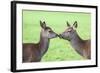 Red Deer Hind with Young (Cervus Elaphus), Arran, Scotland, United Kingdom, Europe-Ann and Steve Toon-Framed Photographic Print