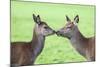 Red Deer Hind with Young (Cervus Elaphus), Arran, Scotland, United Kingdom, Europe-Ann and Steve Toon-Mounted Photographic Print