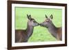 Red Deer Hind with Young (Cervus Elaphus), Arran, Scotland, United Kingdom, Europe-Ann and Steve Toon-Framed Photographic Print