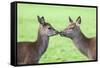 Red Deer Hind with Young (Cervus Elaphus), Arran, Scotland, United Kingdom, Europe-Ann and Steve Toon-Framed Stretched Canvas