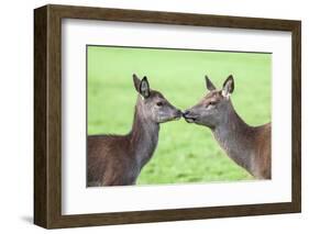 Red Deer Hind with Young (Cervus Elaphus), Arran, Scotland, United Kingdom, Europe-Ann and Steve Toon-Framed Photographic Print