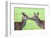 Red Deer Hind with Young (Cervus Elaphus), Arran, Scotland, United Kingdom, Europe-Ann and Steve Toon-Framed Photographic Print