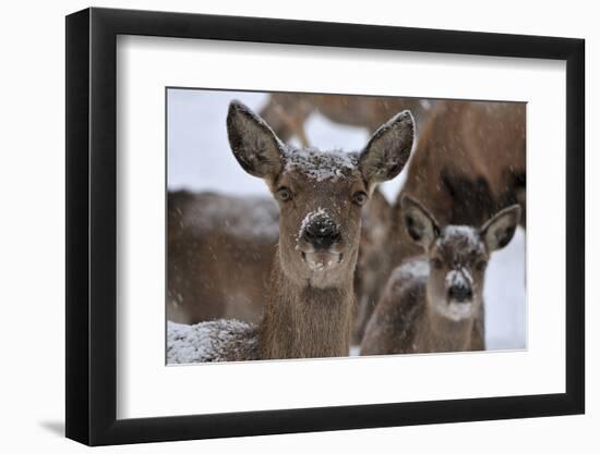 Red Deer, Hinds in Winter-Reiner Bernhardt-Framed Photographic Print