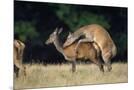 Wood Mount