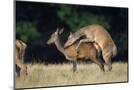Wood Mount