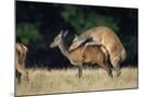 Wood Mount