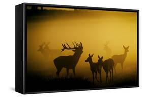 Red Deer in Mist at Sunrise-null-Framed Stretched Canvas