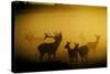 Red Deer in Mist at Sunrise-null-Stretched Canvas
