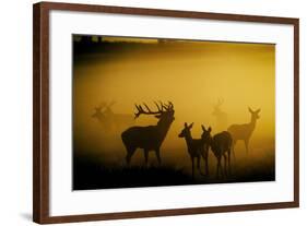 Red Deer in Mist at Sunrise-null-Framed Photographic Print