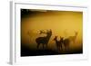 Red Deer in Mist at Sunrise-null-Framed Photographic Print